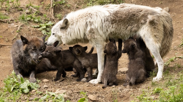 Two adult wolves and pups