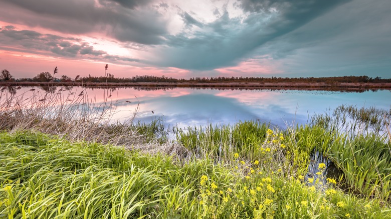 Wetlands near Giethoorn, Netherlands