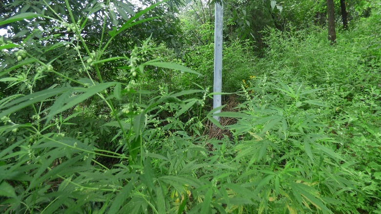 Marijuana plants in Beijing forest