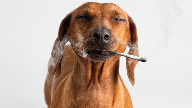 dog smoking marijuana cigarette