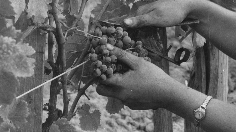 Bordeaux grapes being harvested