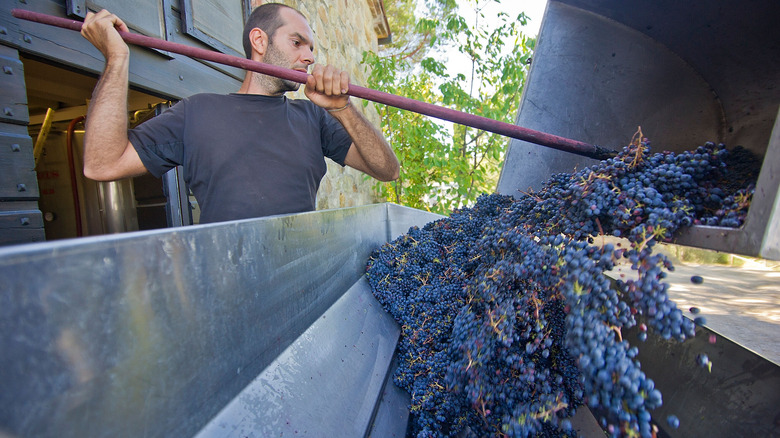 Worker harvests Brunello grapes