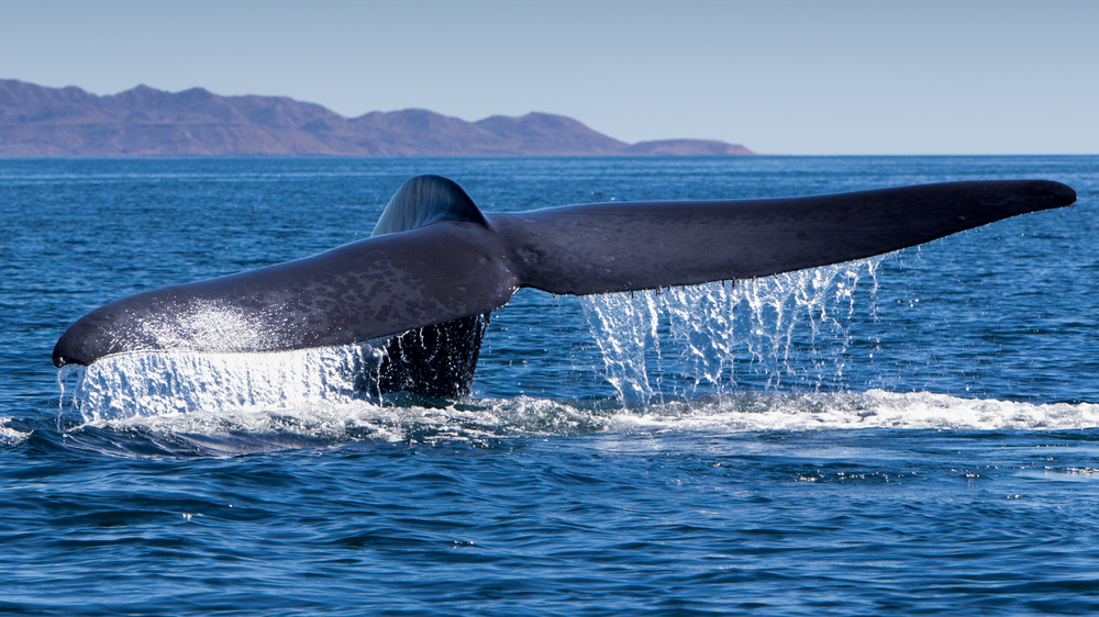 blue whale tail ocean