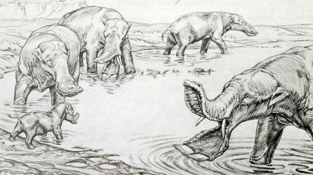 prehistoric shovel-mouthed elephant