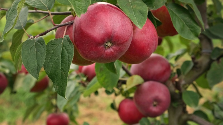 Ripe red apples on a tree