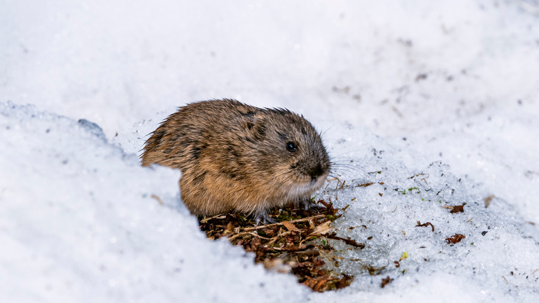 A lemming on snowy ground