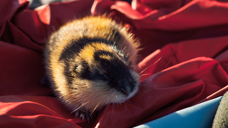 A lemming on red cloth