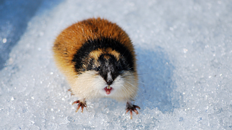 A lemming on icy snow