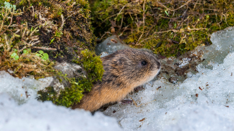 A lemming emerging onto snowy ground