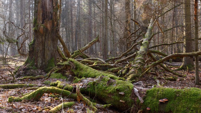 Bialowieza Forest