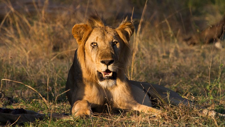 lion in Selous Game Reserve