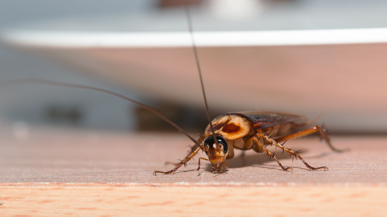 Cockroach hiding under plate