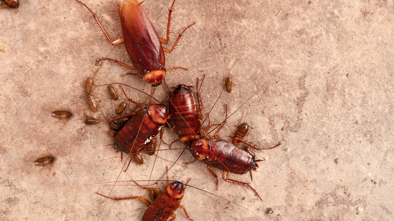 Group of cockroaches