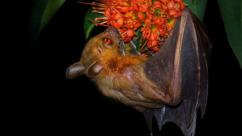 bat drinks from red flowers