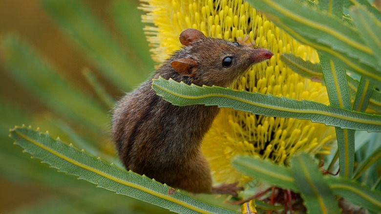 honey possum yellow flower