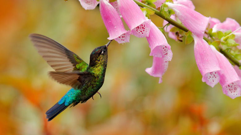 green hummingbird pink flowers