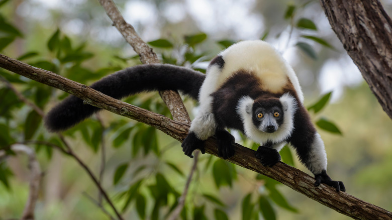 black-and-white ruffed lemur treetop