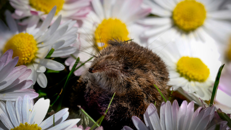 elephant shrew daisies