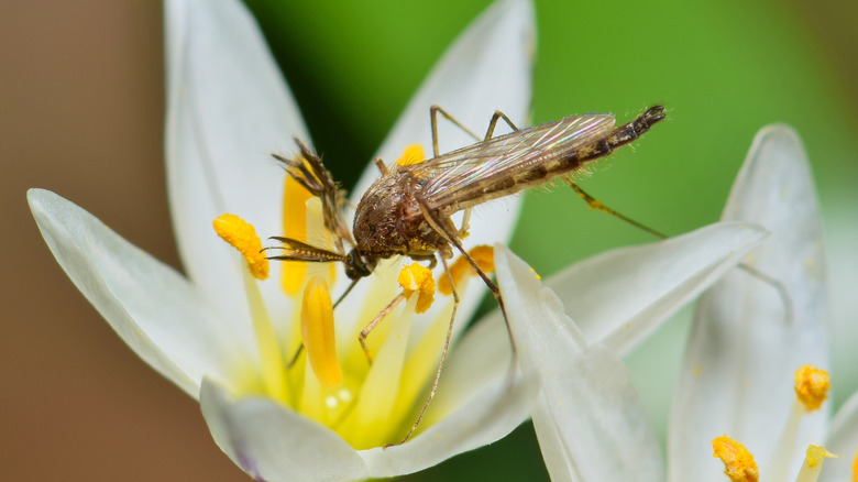 mosquito drinks nectar flower