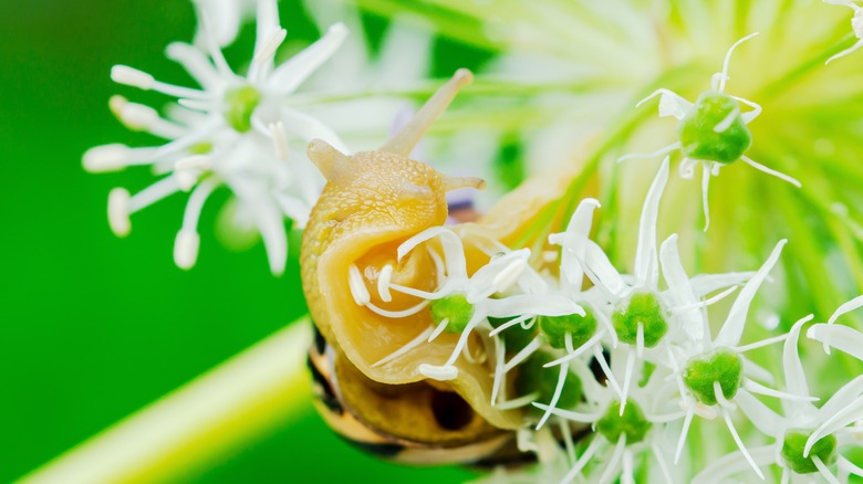 snail eating white flowers