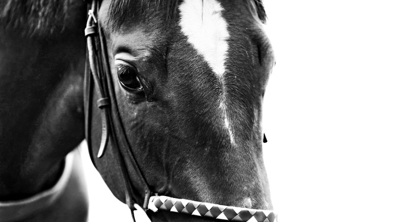 race horse face close up