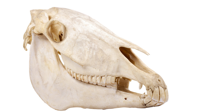 horse skull