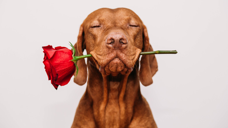 dog with a rose