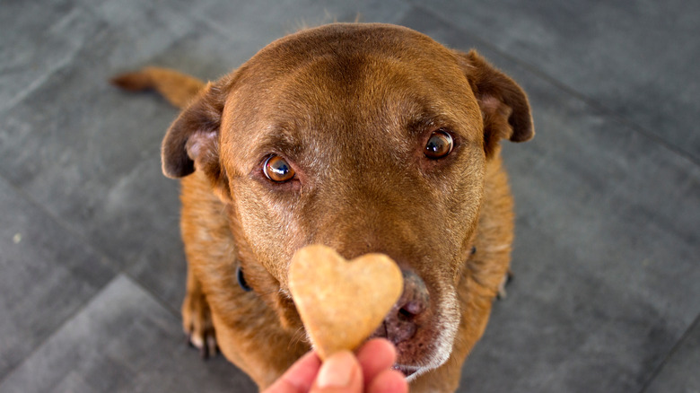 Dog looks at treat