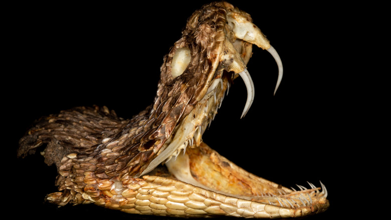 Puff adder with fangs exposed