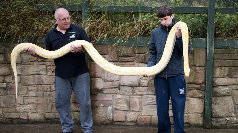 Two men holding an albino burmese python