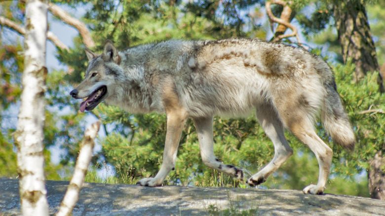 Wolf walking on log